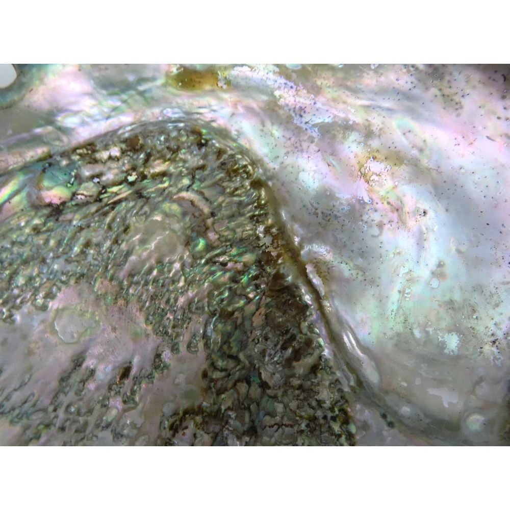 Large Pacific Abalone Shell Mother of Pearl 7.75